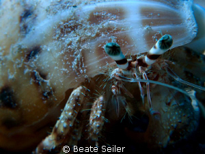Hermit Crab , taken with Canon G10 and UCL165 by Beate Seiler 
